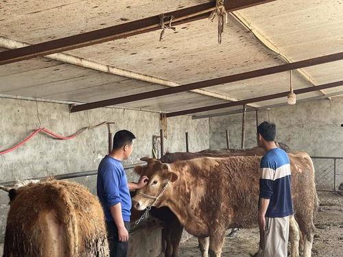 村里来了个牛书记