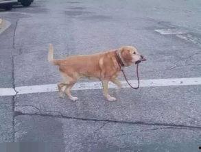 冷漠老公成了悲伤小狗,一段感人至深的情感转变