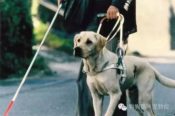 冷漠老公成了悲伤小狗,一段感人至深的情感转变