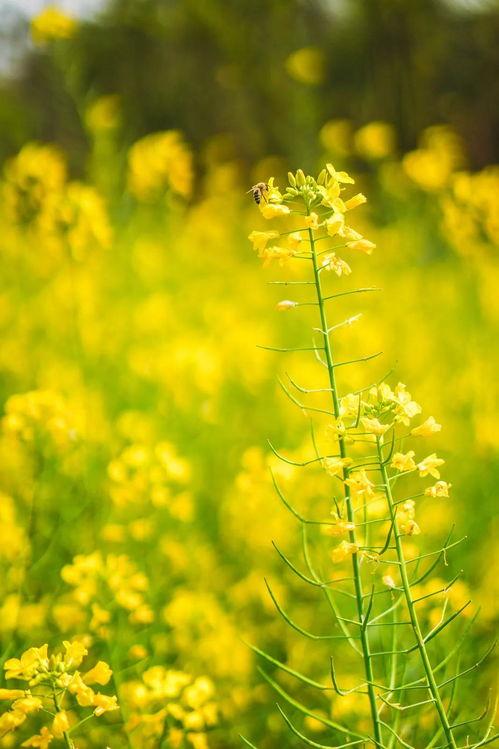 田园时光暖,悠然自得的生活画卷